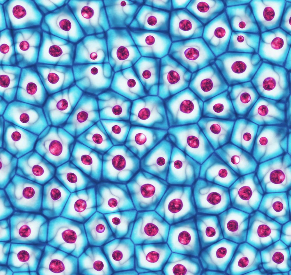 All About Stem Cells